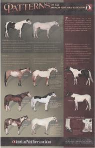 patern poster paint horses 001